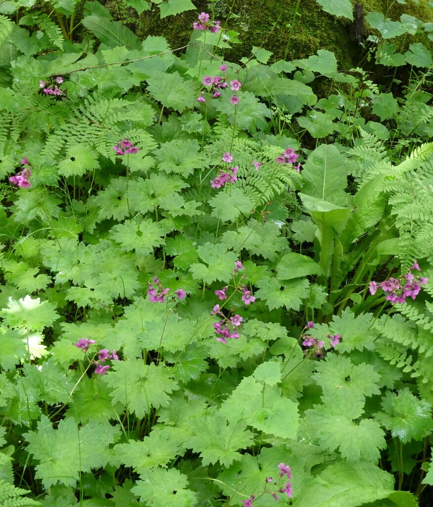 Primula geraniifolia from Ghunsa-Cherpuk, Lelep 57500, Nepal on July 12 ...