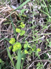 Euphorbia roemeriana