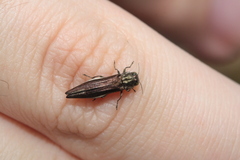 Agrilus quadriguttatus niveiventris