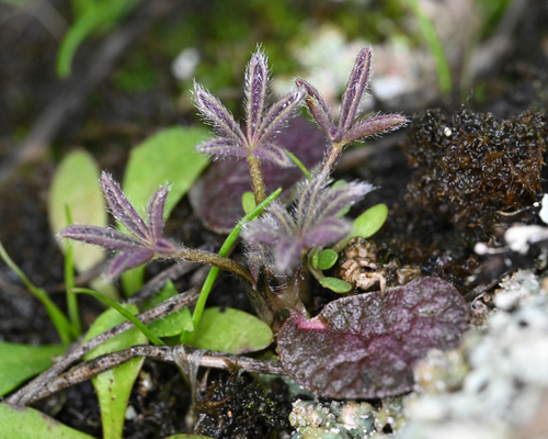 Bicolored lupine foliage