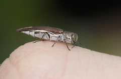 Agrilus quadriguttatus niveiventris