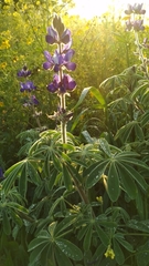 Lupinus pilosus