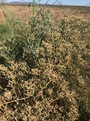 Mesembryanthemum junceum