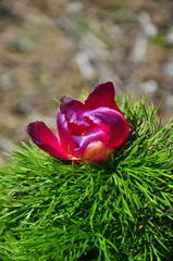 Paeonia tenuifolia