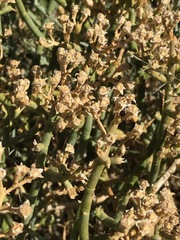 Mesembryanthemum junceum