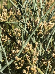 Mesembryanthemum junceum