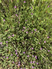 Calandrinia menziesii