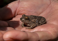 Pelobates vespertinus