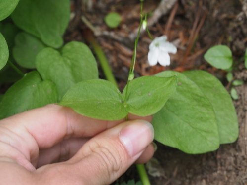 Image of Claytonia cordifolia by (c) Kevin Faccenda, some rights reserved (CC BY)