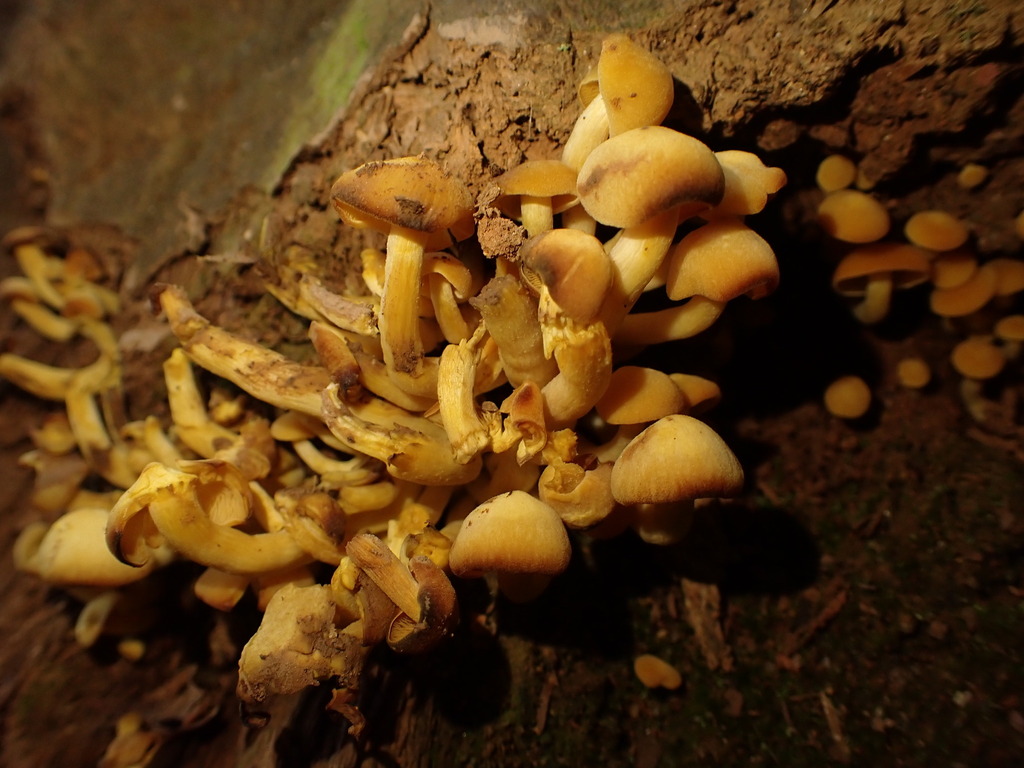 Tricholomopsis aurea · November 2023 · photo: © agujaceratops (iNaturalist, cc0)