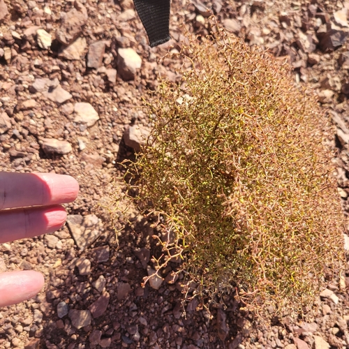 Image of Eriogonum rixfordii by no rights reserved