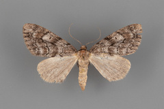 Galenara lixaria