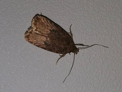 Agonopterix heracliana