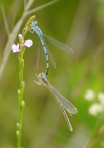 Double-striped Bluet