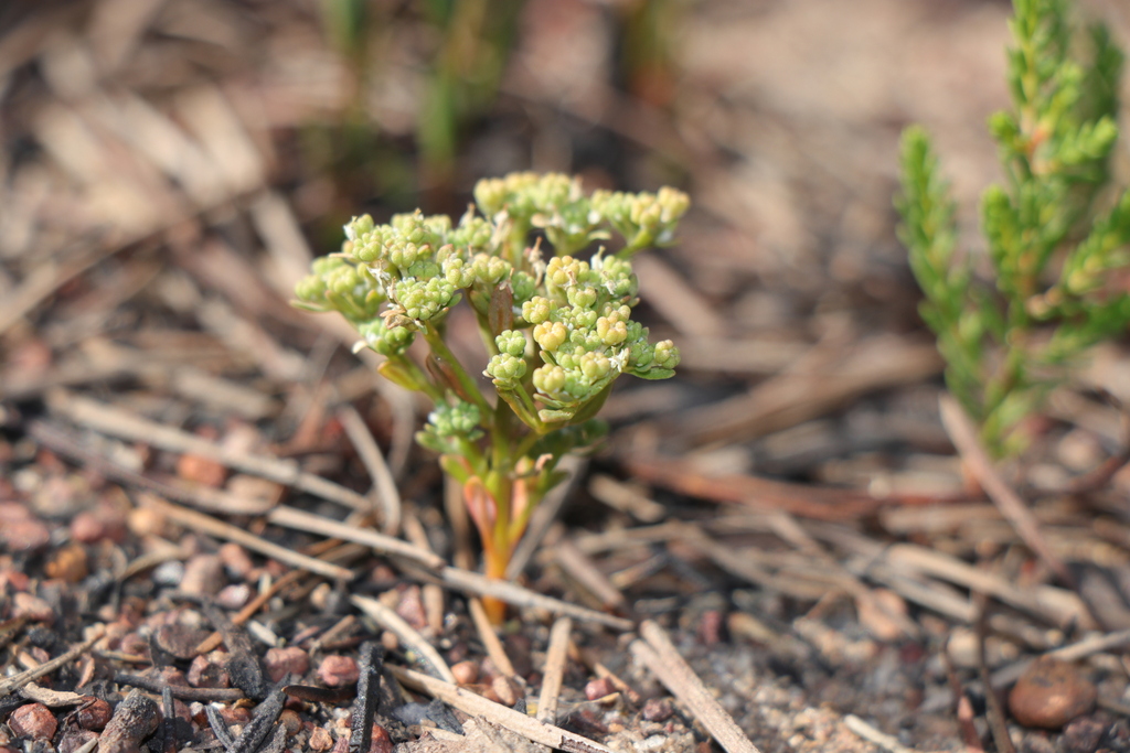 Poranthera drummondii