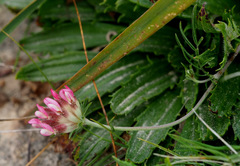 Anthyllis vulneraria maura
