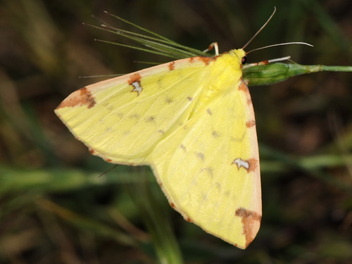 Brimstone Moth