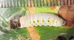 Abantis paradisea