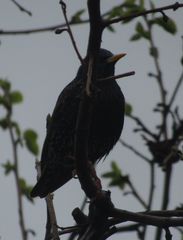 Sturnus vulgaris