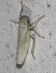 Cofana spectra