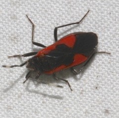 Delacampius lateralis