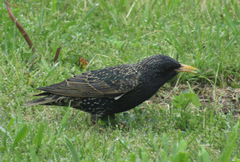 Sturnus vulgaris