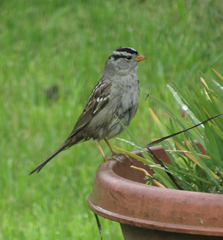 Zonotrichia leucophrys