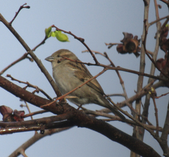 Passer domesticus