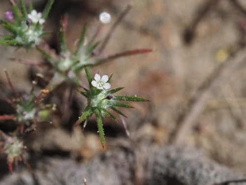 Image of Navarretia divaricata by (c) Kevin Faccenda, some rights reserved (CC BY)