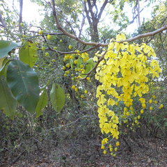 Cassia fistula image