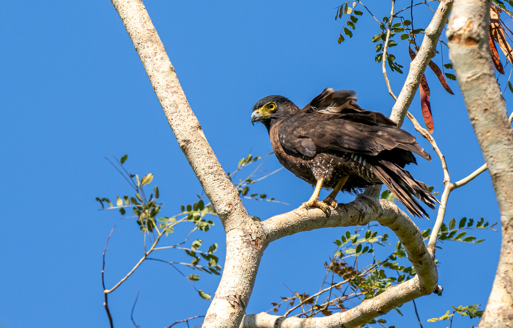 Sulawesi Serpent Eagle (Spilornis rufipectus), photo 3