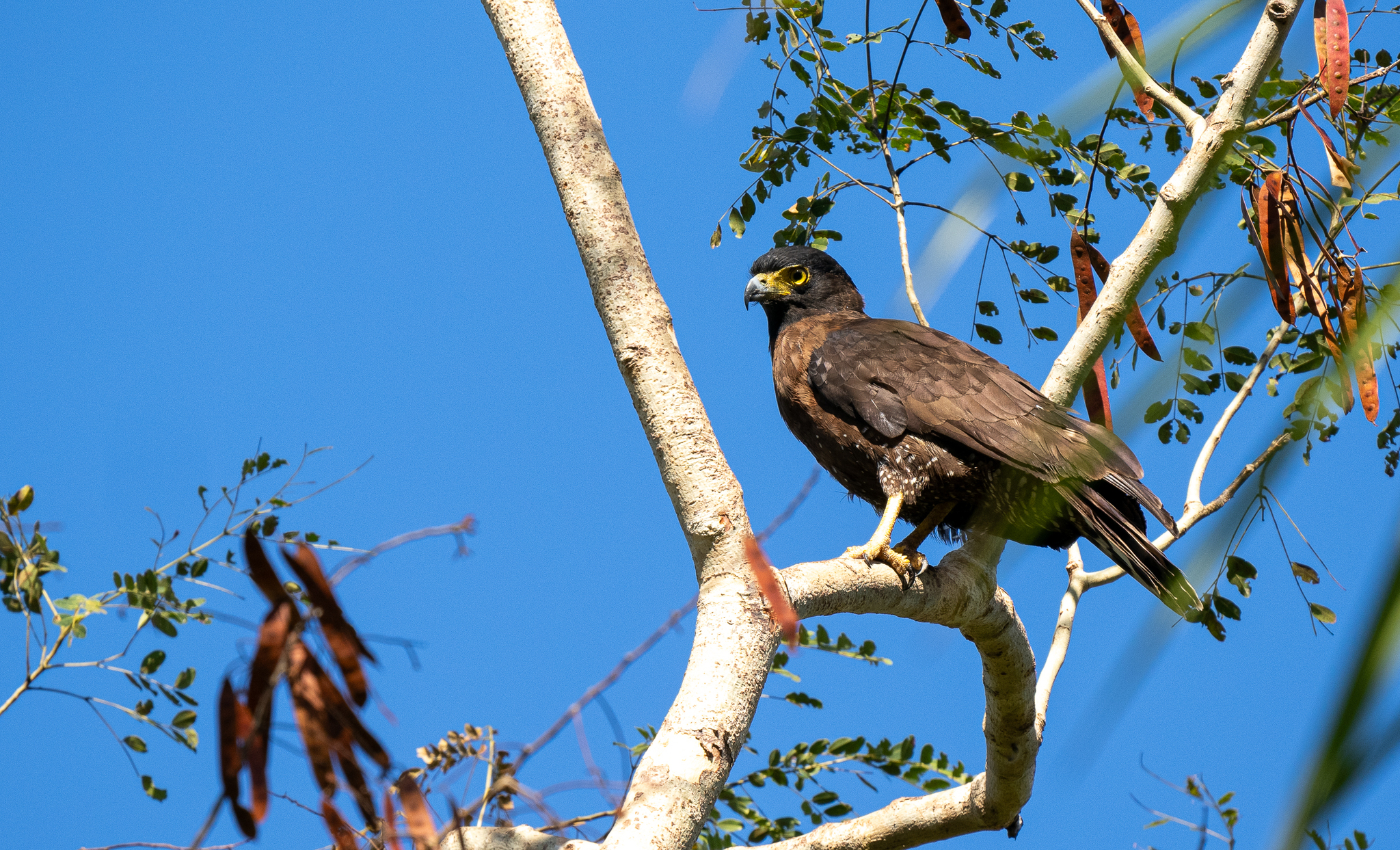 Sulawesi Serpent Eagle (Spilornis rufipectus), photo 4
