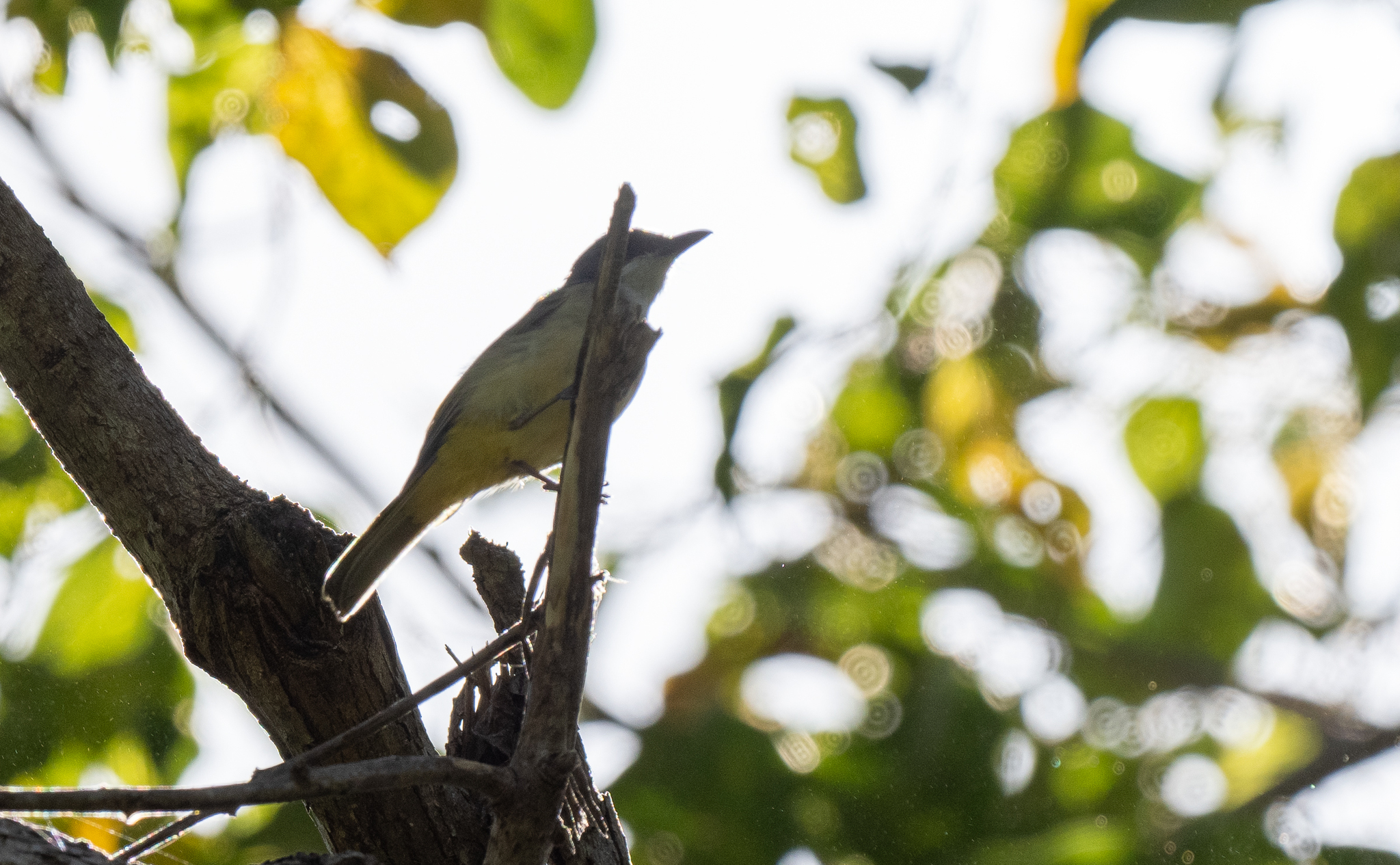 Selayar Whistler (Pachycephala teysmanni), photo 4