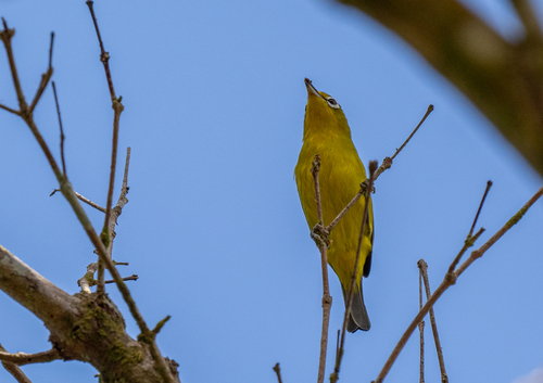 Lemon-bellied White-eye (Zosterops chloris), photo 9