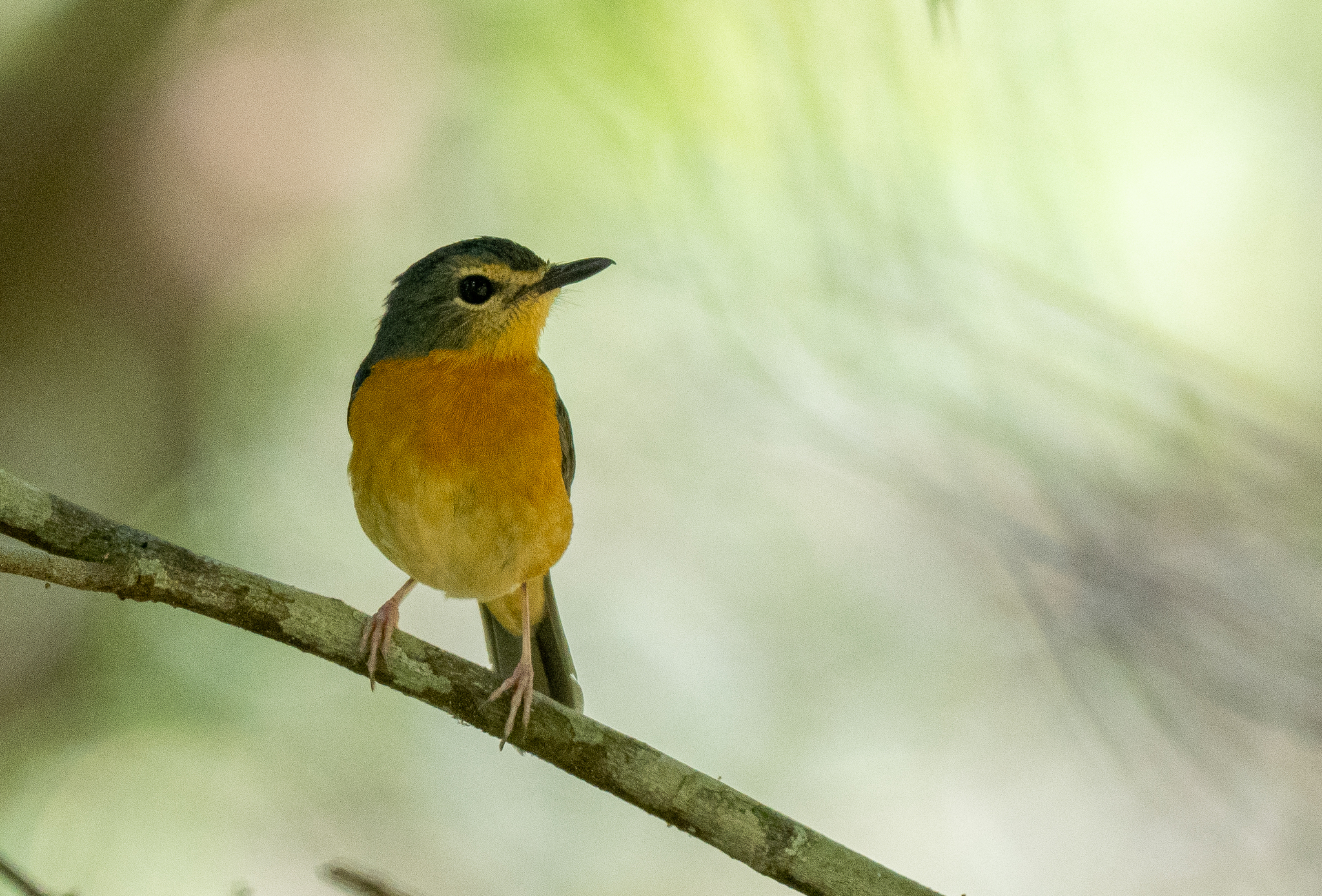 Sulawesi Blue Flycatcher (Cyornis omissus), photo 7