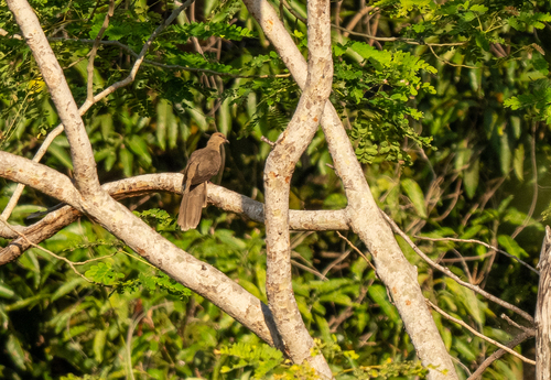 Flores Sea Cuckoo-Dove (Macropygia macassariensis), photo 6