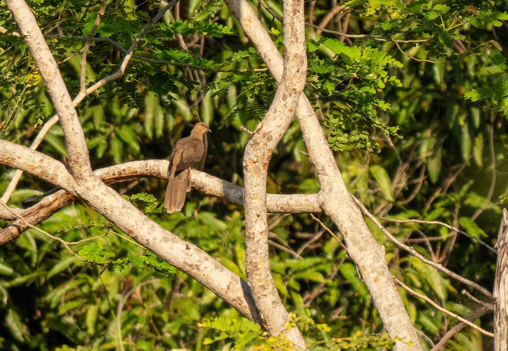 Flores Sea Cuckoo-Dove (Macropygia macassariensis), photo 5