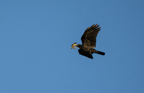 Sulawesi Crow (Corvus celebensis), photo 10