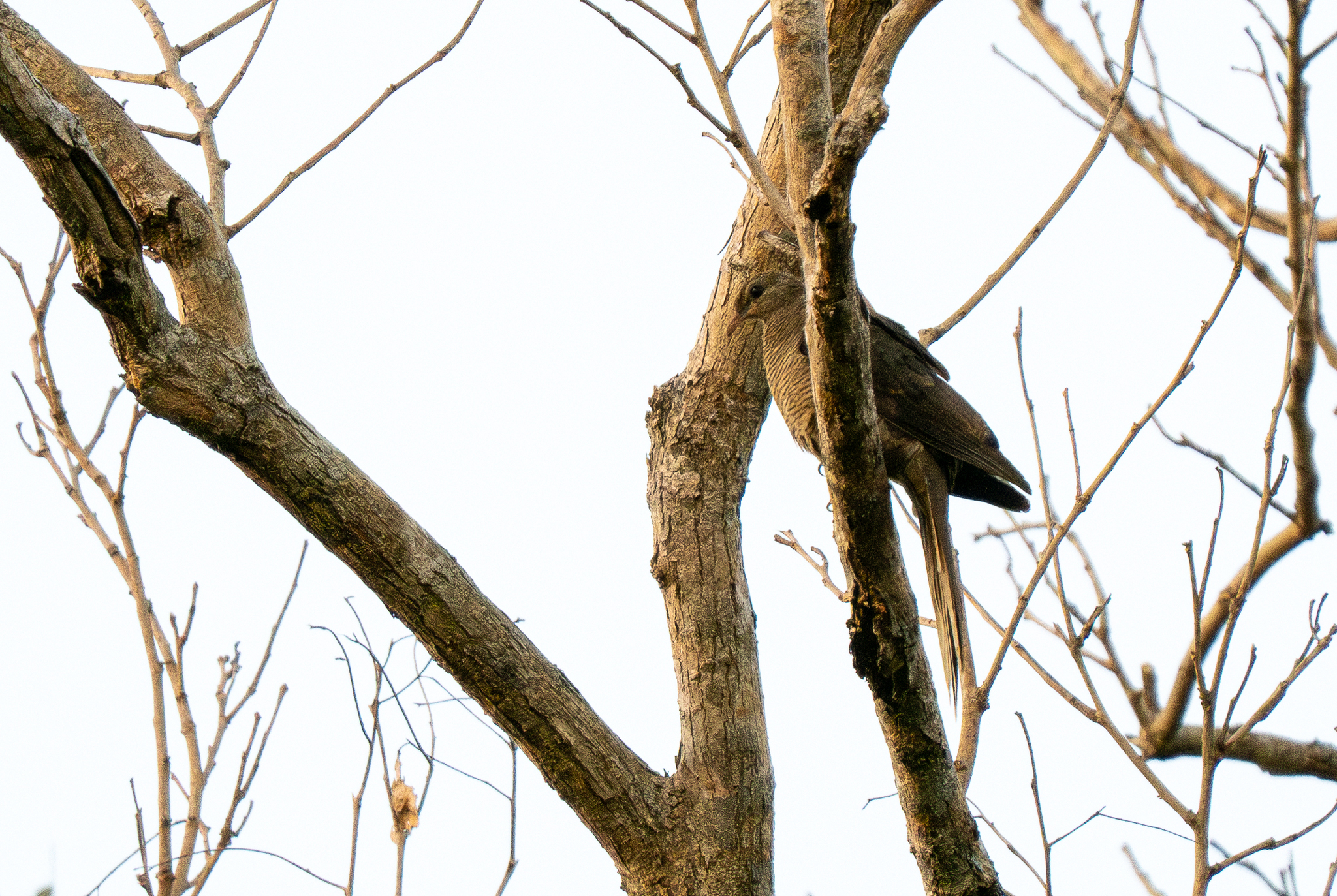 Flores Sea Cuckoo-Dove (Macropygia macassariensis), photo 3