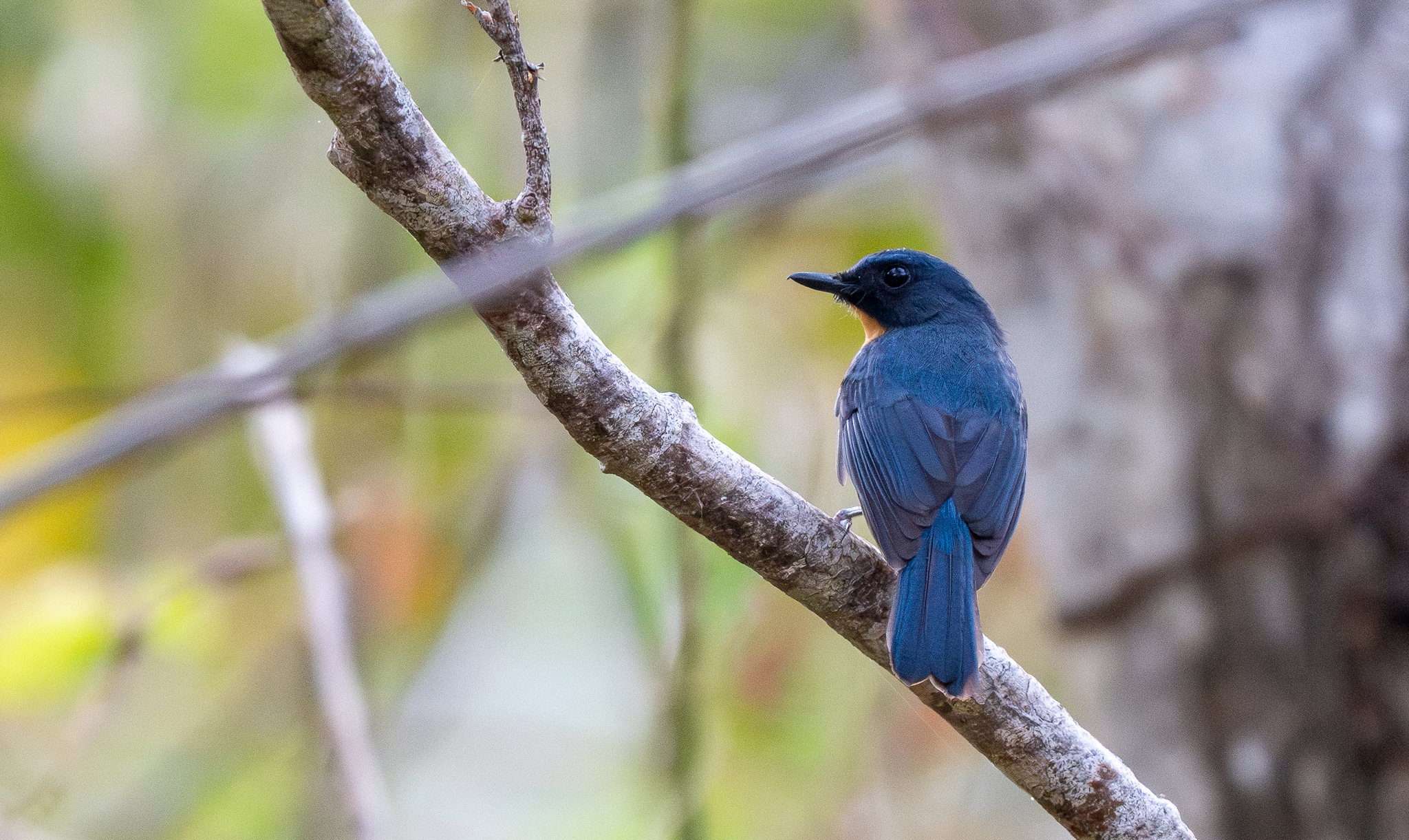 Sulawesi Blue Flycatcher (Cyornis omissus), photo 6
