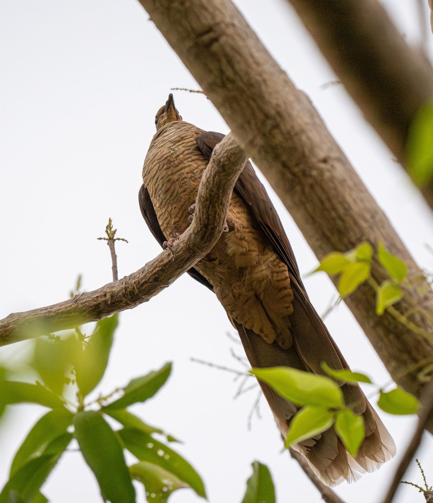 Flores Sea Cuckoo-Dove (Macropygia macassariensis), photo 4