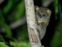 Spectral Tarsier photo 2