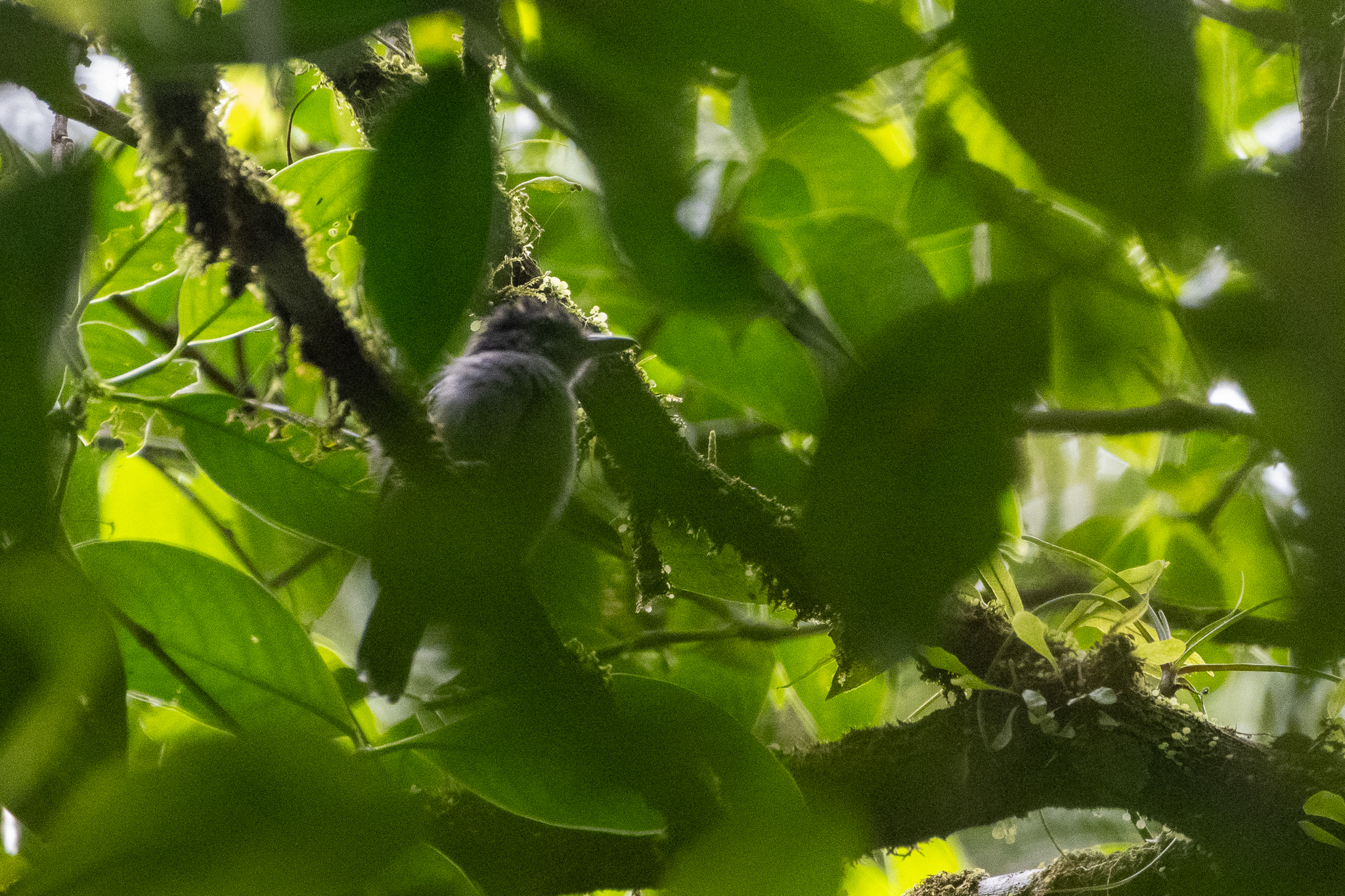 Black-crowned Antshrike (Thamnophilus atrinucha)