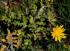 Berkheya onopordifolia
