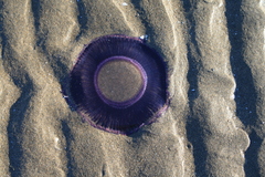 Aequorea