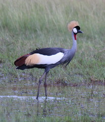 Balearica regulorum regulorum