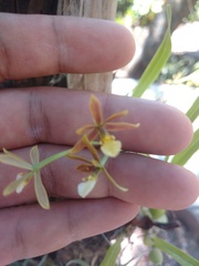 Prosthechea squalida