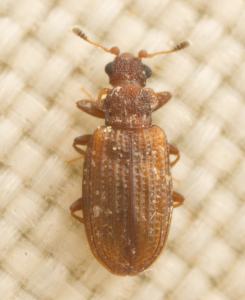 Enicmus priopterus
