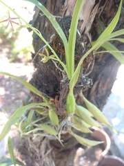 Prosthechea squalida