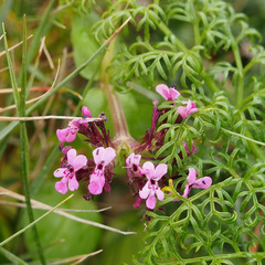 Fedia graciliflora
